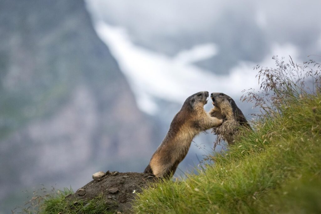 Nationalpark hohetauern 02